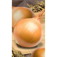 Лук Эксибишен 0,5гр Bejo/Садовита Ц