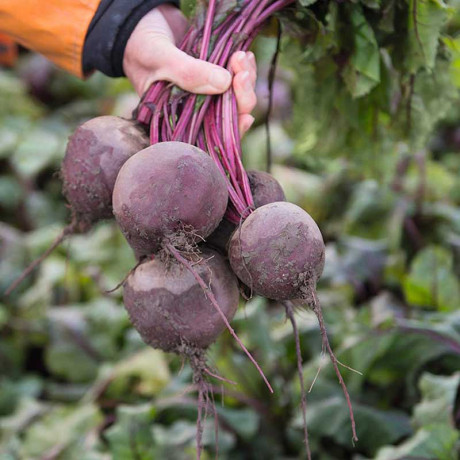 Свекла Водан Каприс