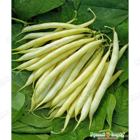 Фасоль Масляный Король 30гр НК Ц