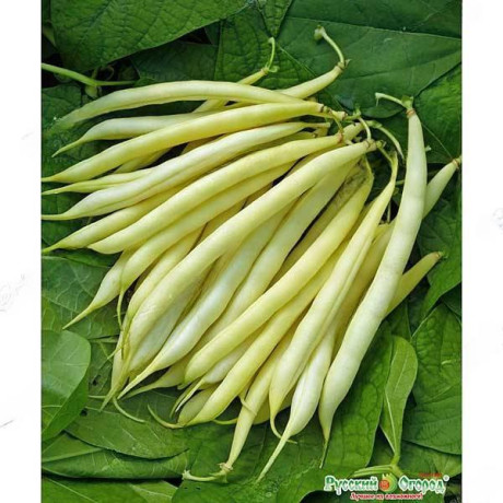 Фасоль Масляный Король 30гр НК Ц