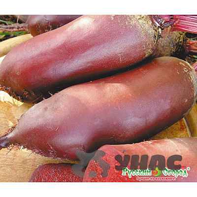 Свекла Мона НК Ц