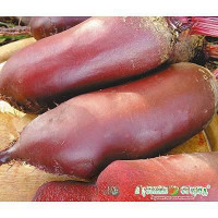 Свекла Мона НК Ц