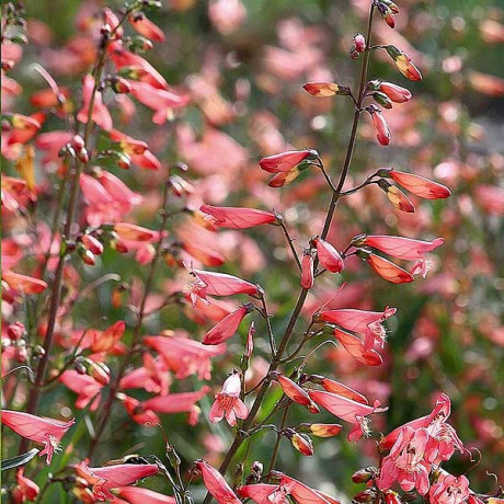 Пенстемон Коралловый вихрь НК Ц