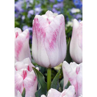 Тюльпан Киоко Такахаши 11/12 3 шт