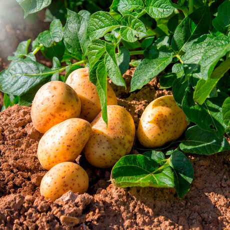 Удобрение Картофельная формула 2,5кг Био-Мастер  х10