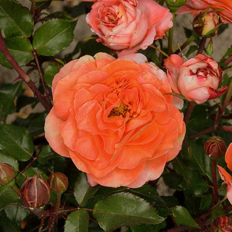 Роза флорибунда Феникс Садовита