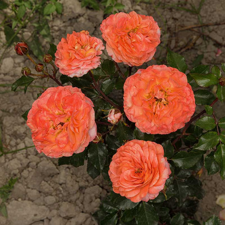 Роза флорибунда Феникс Садовита