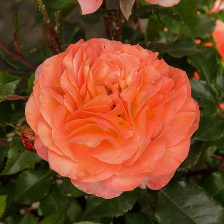 Роза флорибунда Феникс Садовита