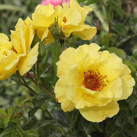 Роза плетистая Казино Садовита