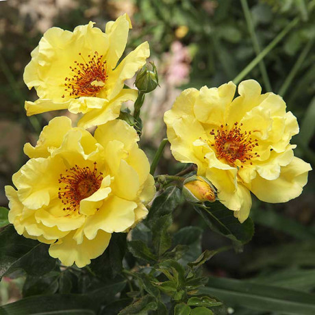 Роза плетистая Казино Садовита