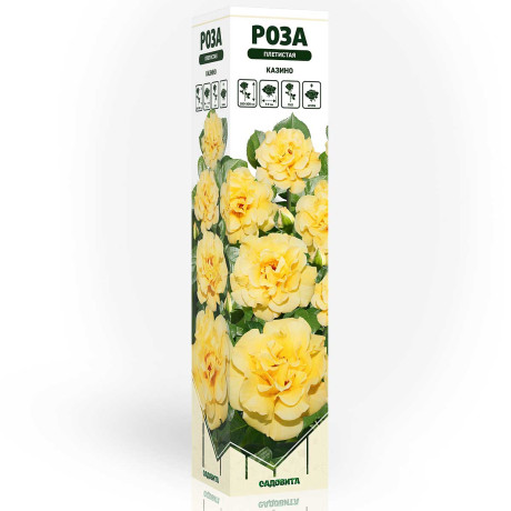 Роза плетистая Казино Садовита