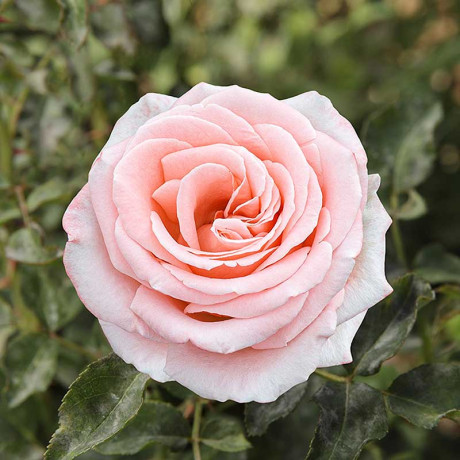 Роза флорибунда Амстердам пинк Садовита