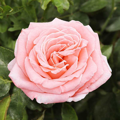 Роза флорибунда Амстердам пинк Садовита