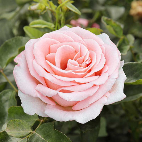 Роза флорибунда Амстердам пинк Садовита