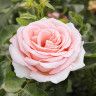 Роза флорибунда Амстердам пинк Садовита