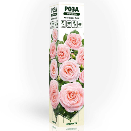 Роза флорибунда Амстердам пинк Садовита