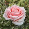 Роза флорибунда Амстердам пинк Садовита