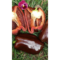 Семена Перец Гигант шоколадный Марс Ц