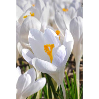 Крокус Айвори Принцесс 7/8 10 шт Садовита