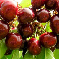 Черешня Слава Жукова Садовита