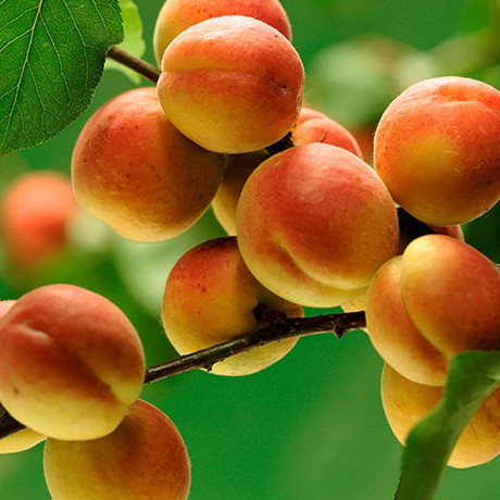 Абрикос Краснощекий Садовита