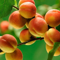 Абрикос Краснощекий Садовита