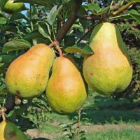 Груша Феерия Садовита