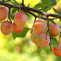 Слива Яхонтовая Садовита