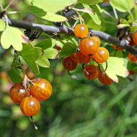 Смородина золотистая Ляйсан Садовита