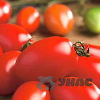 Семена Томат Шейх Русский Огород