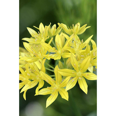 Лук Декор. Моли 5/+ 15 шт Садовита