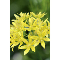 Лук Декор. Моли 5/+ 15 шт Садовита