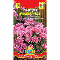 Годеция Рембрандт Плазма Ц