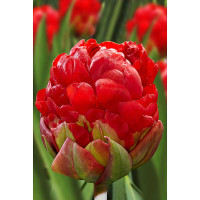 Тюльпан Айс Крим Строберри 11/12 5 шт Садовита