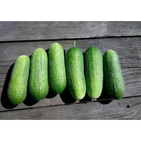 Огурец Адам F1 1000шт Бейо(СК)