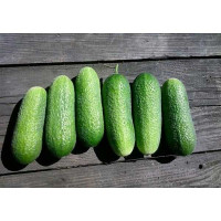 Огурец Адам F1 1000шт Бейо(СК)