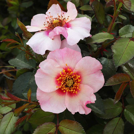 Роза канадская (флорибунда) Фор Ё айз онли Садовита