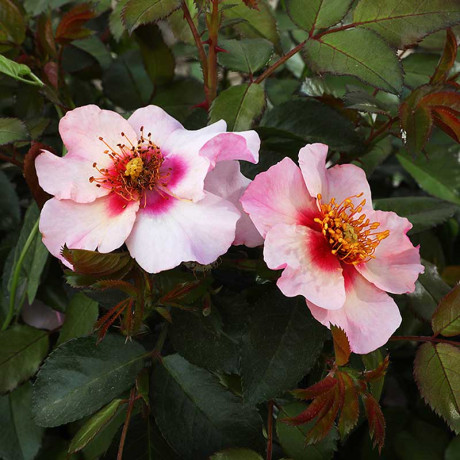 Роза канадская (флорибунда) Фор Ё айз онли Садовита