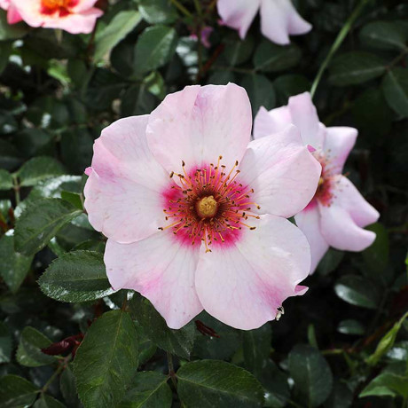 Роза канадская (флорибунда) Фор Ё айз онли Садовита