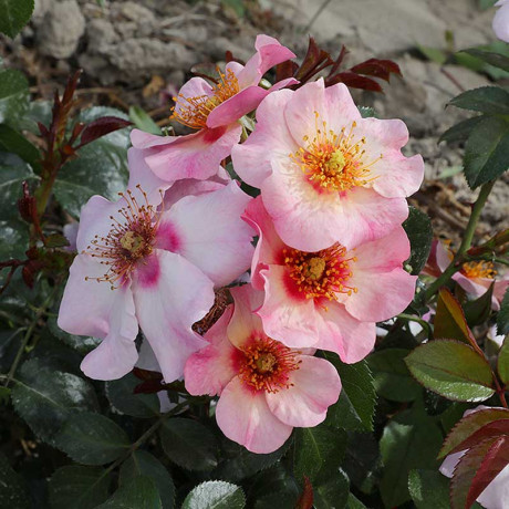 Роза канадская (флорибунда) Фор Ё айз онли Садовита