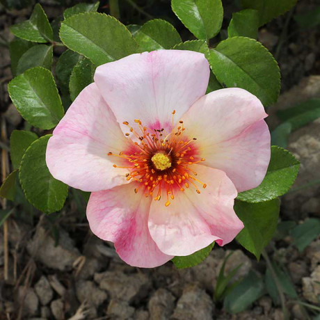 Роза канадская (флорибунда) Фор Ё айз онли Садовита