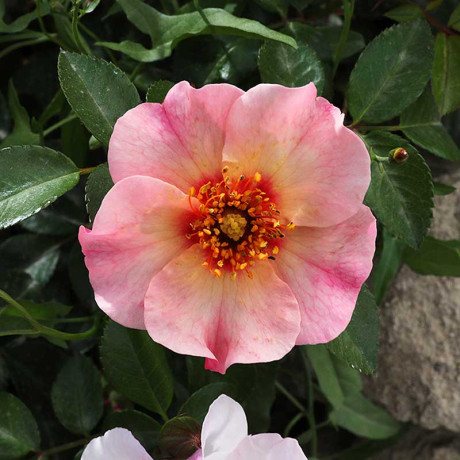 Роза канадская (флорибунда) Фор Ё айз онли Садовита