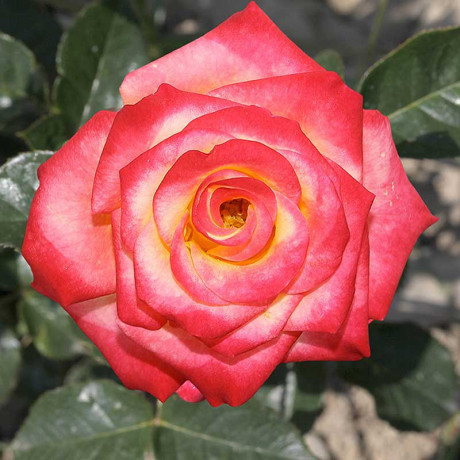 Роза флорибунда Тутти Фрутти Садовита