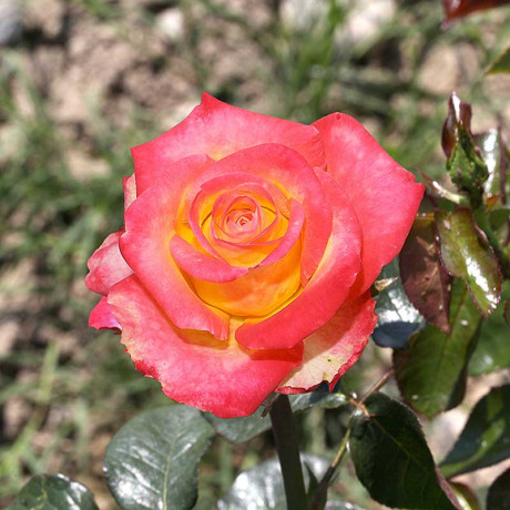 Роза флорибунда Тутти Фрутти Садовита