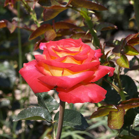 Роза флорибунда Тутти Фрутти Садовита