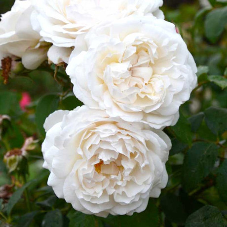 Роза шраб Винчестер Кафедрал (английская) Садовита