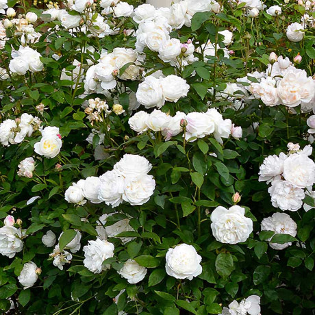 Роза шраб Винчестер Кафедрал (английская) Садовита