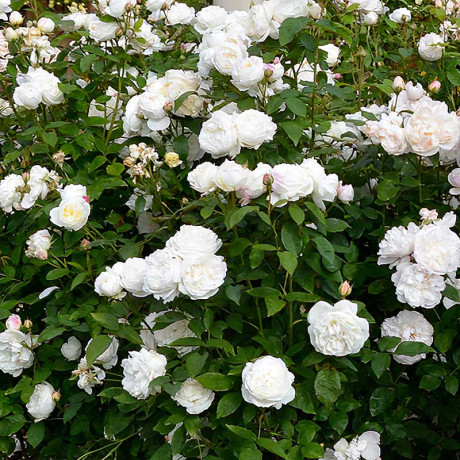 Роза шраб Винчестер Кафедрал (английская) Садовита