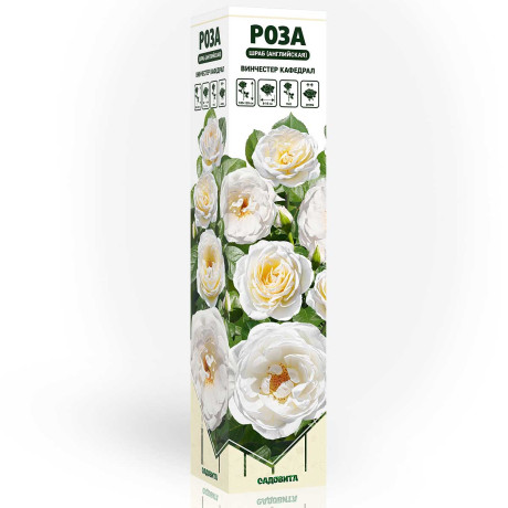 Роза шраб Винчестер Кафедрал (английская) Садовита