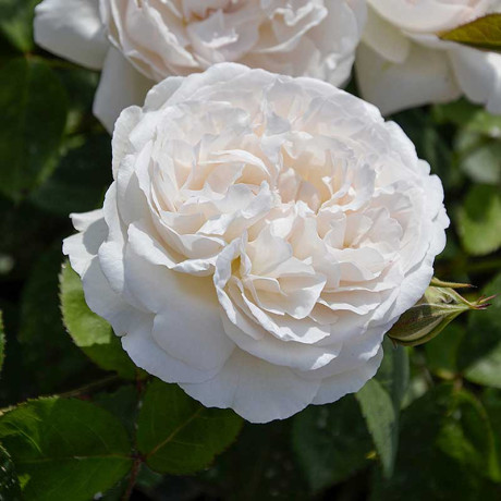 Роза шраб Винчестер Кафедрал (английская) Садовита